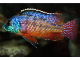 PROTOMELAS TAENIOLATUS 4
