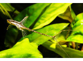 STURISOMA AUREUM 5