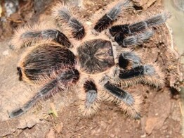 Brachypelma albopilosum Curly Hair Tarantula M Nakweek
