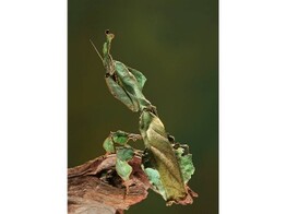 Phyllocrania paradoxa Ghost Mantis Nakweek / Elevage S-M