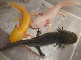 Ambystoma mexicanum Axolotl  Nakweek / Elevage S-M