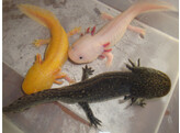 Ambystoma mexicanum Axolotl  Nakweek / Elevage S-M