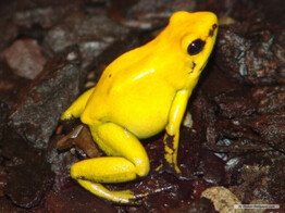 Dendrobates auratus Dartfrog El Oro Nakweek / Elevage M