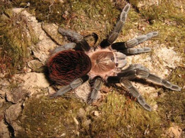 Brachypelma kahlenbergi Mex. Bird Eating Spider Nakweek/Elev