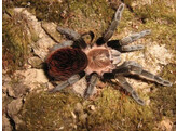 Brachypelma kahlenbergi Mex. Bird Eating Spider Nakweek/Elev