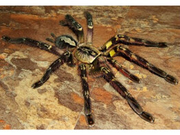 Poecilotheria striata Tree Spider Nakweek/Elevage M