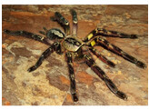 Poecilotheria striata Tree Spider Nakweek/Elevage M