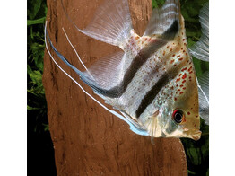 PTEROPHYLLUM GUYANA RIO ESSEQ. half red spotte 6-7