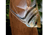 PTEROPHYLLUM GUYANA RIO ESSEQ. half red spotte 6-7