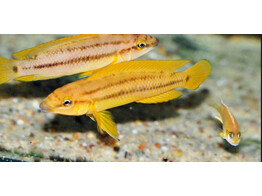 CHALINOCHROMIS SP. ORANGE 5-6