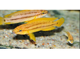 CHALINOCHROMIS SP. ORANGE 5-6