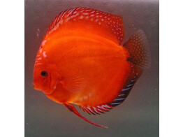 SYMPHYSODON A. SSP FIRE RED 6