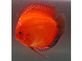 SYMPHYSODON A. SSP FIRE RED 6