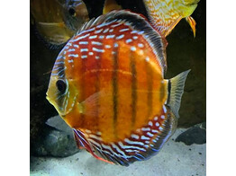 SYMPHYSODON A. SSP CURIPERA ROYAL ALENQUER 5