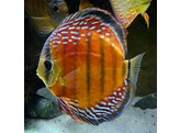 SYMPHYSODON A. SSP CURIPERA ROYAL ALENQUER 5