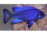 AULONOCARA ELECTRIC BLUE 5-6 5