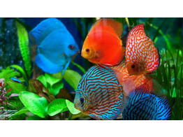 SYMPHYSODON DISCUS mix 11