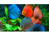 SYMPHYSODON DISCUS mix 11