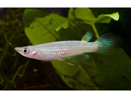 APLOCHEILUS LINEATUS 4-5