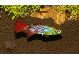 NOTHOBRANCHIUS GUENTHERI 2 5-3 5