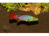 NOTHOBRANCHIUS GUENTHERI 2 5-3 5