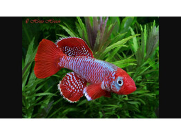NOTHOBRANCHIUS EGGERSI 2 5-3 5