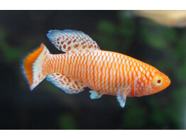 NOTHOBRANCHIUS RACHOVII ALBINO 2 5-3