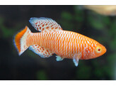 NOTHOBRANCHIUS RACHOVII ALBINO 2 5-3