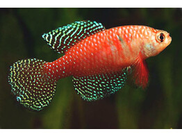 CYNOLEBIAS/SIMPSONICHTHYS PICTURATUS RED 2 5-3