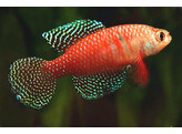 CYNOLEBIAS/SIMPSONICHTHYS PICTURATUS RED 2 5-3