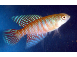 CYNOLEBIAS/SIMPSONICHTHYS FULMINANTIS GUANAMBI 2 5