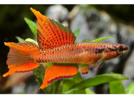 APHYOSEMION BIVITTATUM RED 3-4