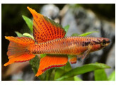 APHYOSEMION BIVITTATUM RED 3-4