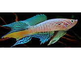 APHYOSEMION/FUNDULOPANCHAX SJOESTEDTI BLUE 5-6