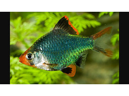 BARBUS/PUNTIUS TETRAZONA GREEN 1-1 5