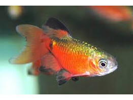 BARBUS/P. CONCHONIUS SUPER RED DIAMOND L.FIN 3-3 5