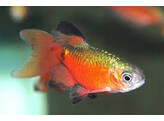 BARBUS/P. CONCHONIUS SUPER RED DIAMOND L.FIN 3-3 5