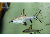 BALANTIOCHEILOS MELANOPTERUS 6-7