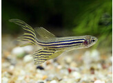 BRACHYDANIO RERIO LONG FIN 3-3 5
