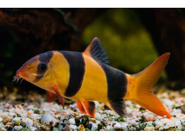 BOTIA MACRACANTHUS 5-6  breeding form 