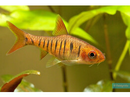 BARBUS FASCIOLATUS/BARILIOIDES 3