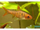 BARBUS FASCIOLATUS/BARILIOIDES 3