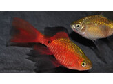 BARBUS/PUNTIUS CONCHONIUS DIAMOND L. FIN 3-3 5