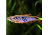 DANIO KYATHIT 2 5-3