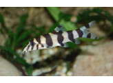 BOTIA HISTRIONICA 3-4  breeding form 