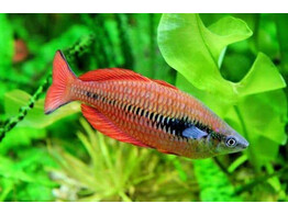 MELANOTAENIA PARVA 5-6