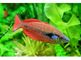 MELANOTAENIA PARVA 5-6