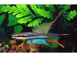 APHYOSEMION BIVITTATUM 3-4