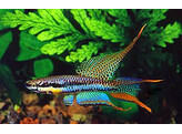 APHYOSEMION BIVITTATUM 3-4
