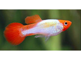 Poecilia reticulata Guppy Male Koi Kohaku Platinum L